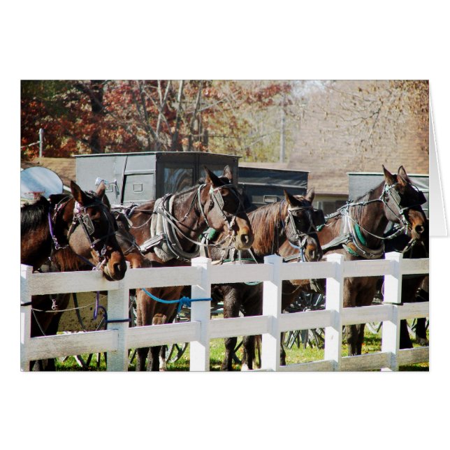 A Line of Amish Horses Hälsningskort (Framsidan Horizontal)