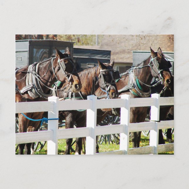 A Line of Amish Horses in Kalona, Iowa Vykort (Framsida)