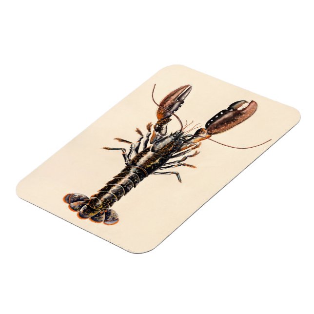 A Lobster från Solva Magnet (Vänstra Sidan)