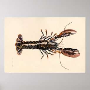 A Lobster från Solva Poster