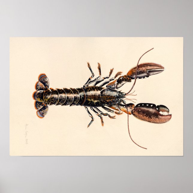 A Lobster från Solva Poster (Framsidan)