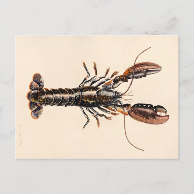 A Lobster från Solva Vykort (Framsida)