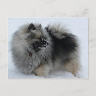 A Lola in Winter Postcard Vykort