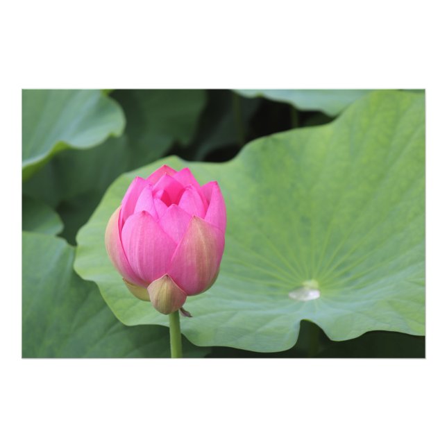 A Lotus Bud and the Morning Dew Fototryck (Framsidan)