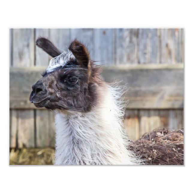 A Lycklig Llama Fototryck (Framsidan)