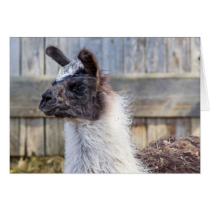 A Lycklig Llama Hälsningskort