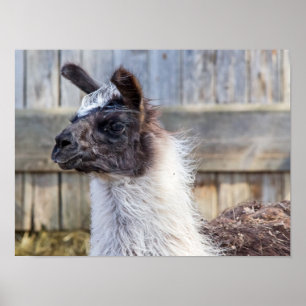 A Lycklig Llama Poster