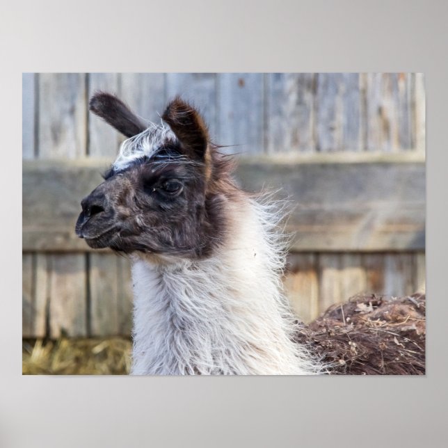 A Lycklig Llama Poster (Framsidan)