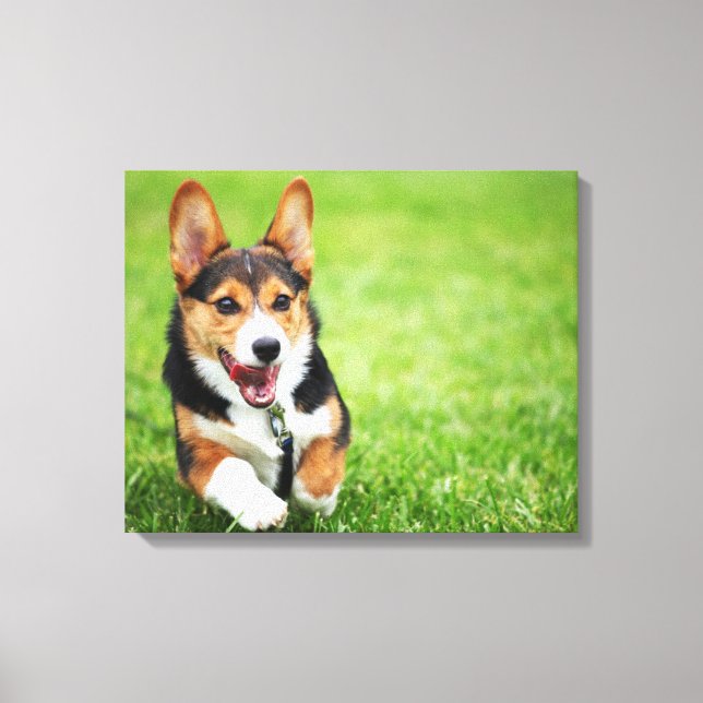 A Lycklig och energirik Pembroke Welsh Corgi Puppy Canvastryck (Framsida)
