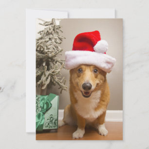 A lycklig röd och vit Pembroke Welsh Corgi Hund