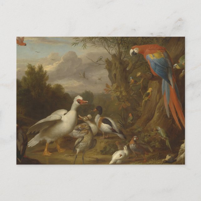 A Macaw Anka Parrots and other Birds in a Landsca Vykort (Framsida)