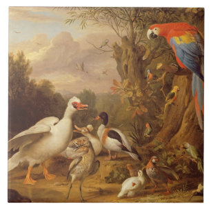 A Macaw, Ankor, Parrots och andra fåglar i ett la Kakelplatta