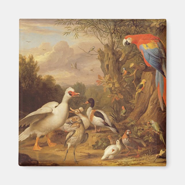 A Macaw, Ankor, Parrots och andra fåglar i ett lan Magnet (Framsidan)