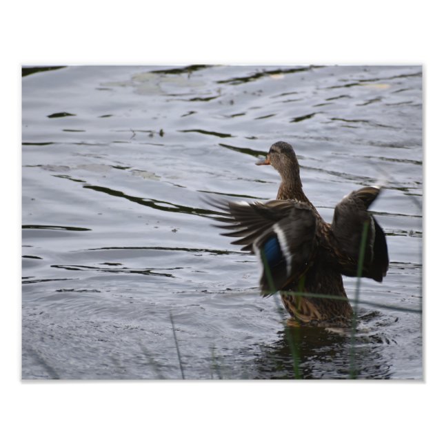 A Mallard duck flapping her wings. Fototryck (Framsidan)