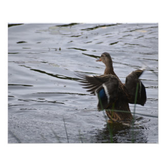 A Mallard duck flapping her wings Fototryck