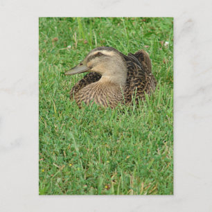 A Mallard Hen Vykort