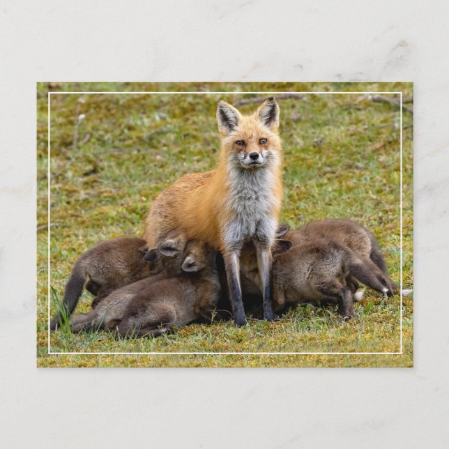 A Mamma Day Vykort (Framsida)