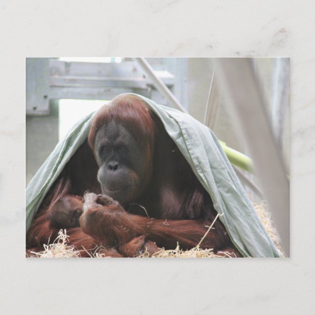 A Mammor Kärlek Vykort (Framsida)