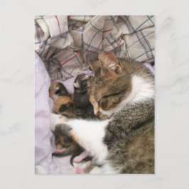 A Mammor Kärlek Vykort