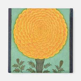 A Marigold, från Small Clive Album (w/c på pap Magnet