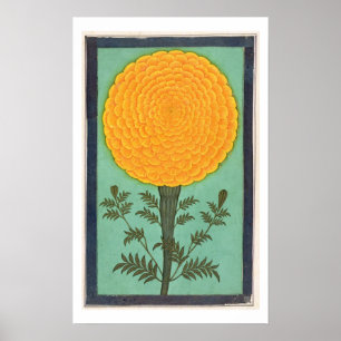 A Marigold, från Small Clive Album (w/c på pap Poster