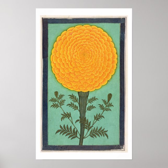 A Marigold, från Small Clive Album (w/c på pap Poster (Framsidan)