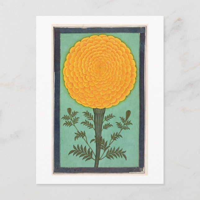 A Marigold, från Small Clive Album (w/c på pap Vykort (Framsida)