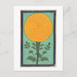 A Marigold, från Small Clive Album (w/c på pap Vykort