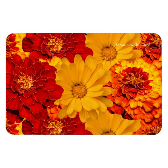 A Medley Red Gult and Orange Marigolds Magnet (Horisontell)