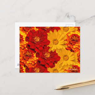 A Medley Red Gult and Orange Marigolds Vykort