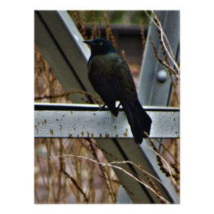 "A Messenger of Hope" Fototryck