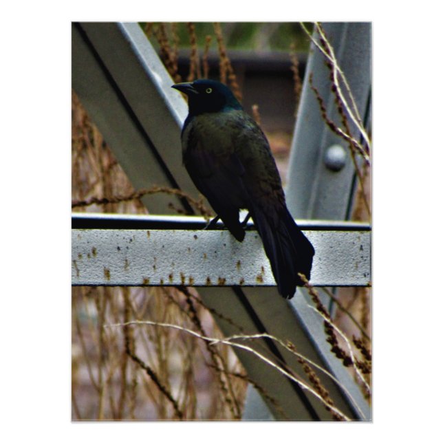 "A Messenger of Hope" Fototryck (Framsidan)