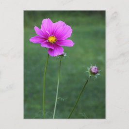 A Mexican Aster Vykort