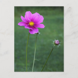 A Mexican Aster Vykort