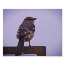 A Mockingbird Sång Bird Fototryck