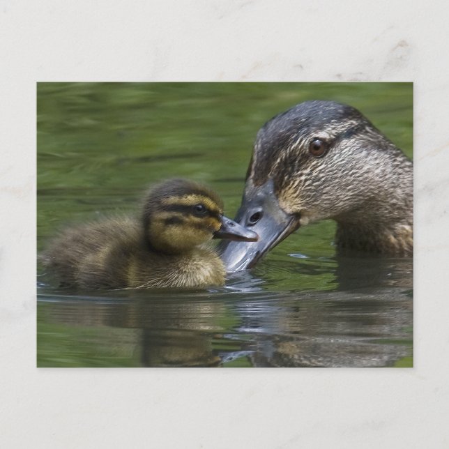 A Mödrar Kärlek Vykort (Framsida)