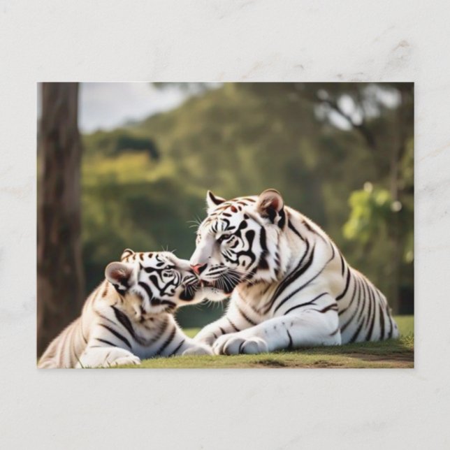 A Moment of Calm – White Tigers Postcard Vykort (Framsida)