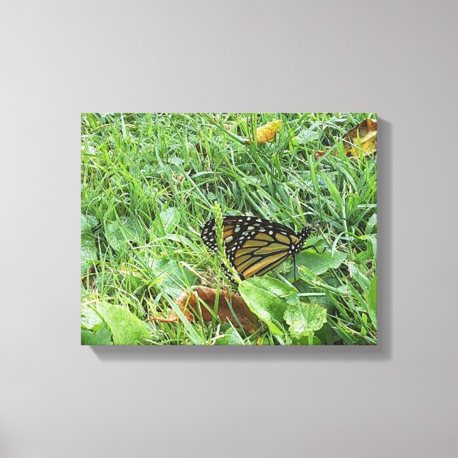 A Monarch Butterfly Canvastryck (Framsida)