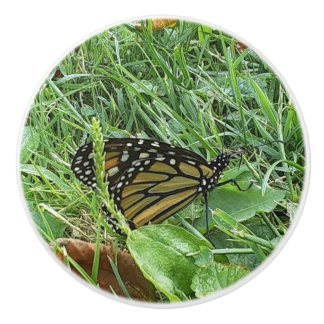 A Monarch Butterfly Knopp