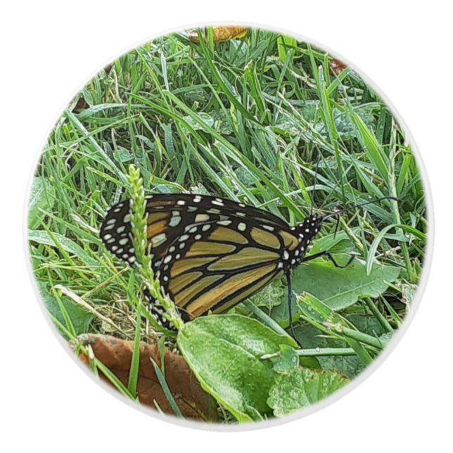 A Monarch Butterfly Knopp (Framsidan)