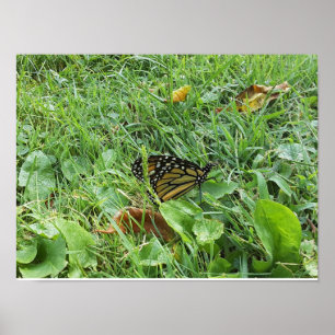 A Monarch-fjäril Poster