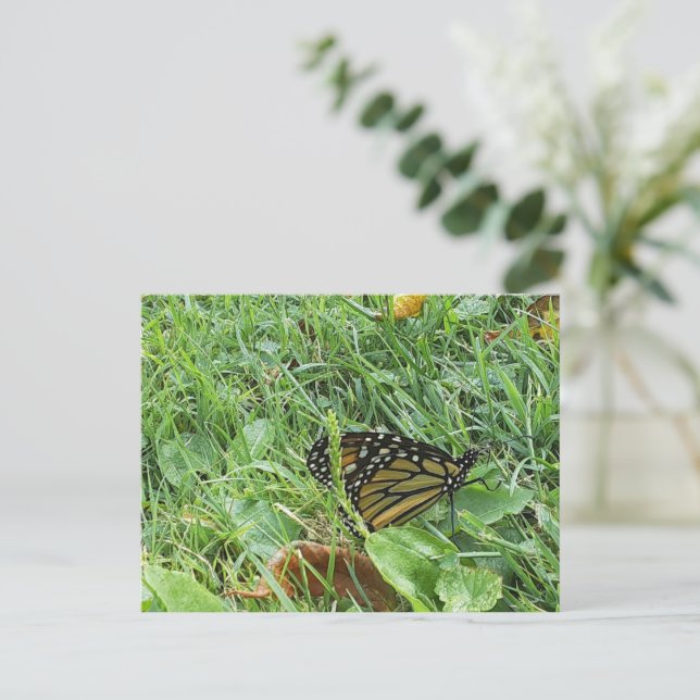 A Monarch-fjäril Vykort (Stående Fram)