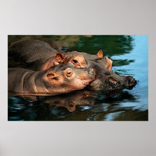 A Mor Care Hippopotamus Porträtt Poster