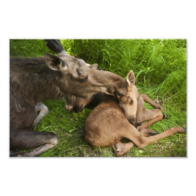 A MOR KÄRLEK FOTOTRYCK (Framsidan)