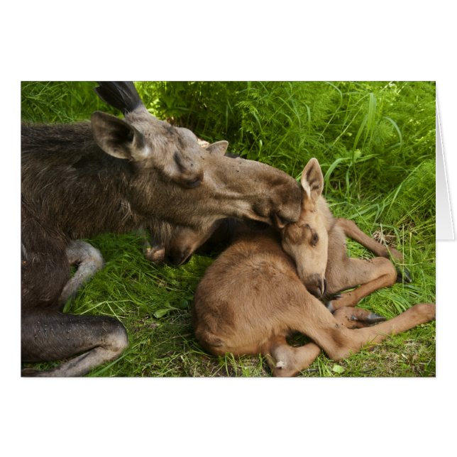 A MOR KÄRLEK HÄLSNINGSKORT (Framsidan Horizontal)