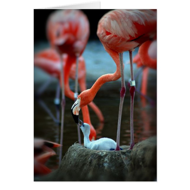 A MOR KÄRLEK OBS KORT (Framsidan)