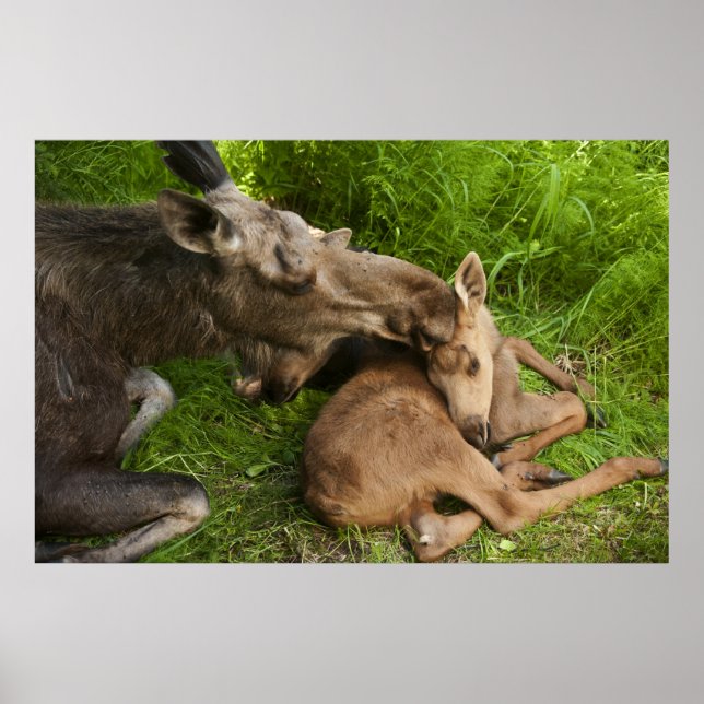 A MOR KÄRLEK POSTER (Framsidan)