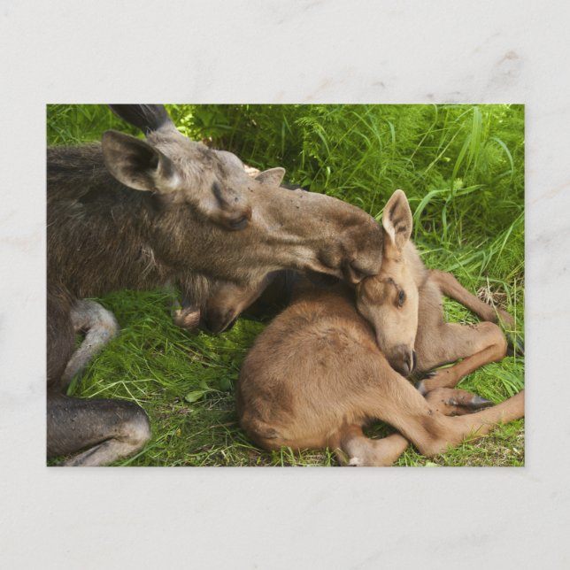 A MOR KÄRLEK VYKORT (Framsida)