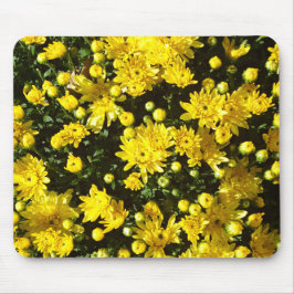 A Multitude of Yellow Mums Musmatta