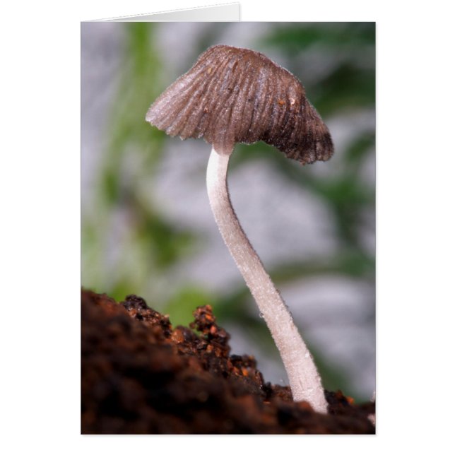 A Mushroom Hälsningskort (Framsidan)
